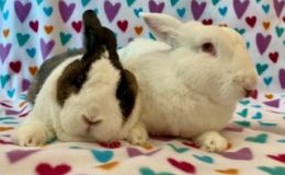rupert & Pearly