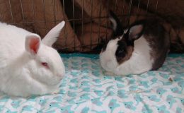 rupert and pearly
