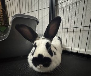 Georgie