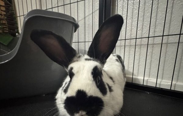 Georgie