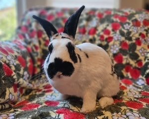 Georgie