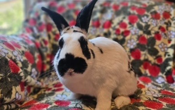 Georgie